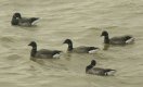 Birds: Brent Geese (Branta bernicula)